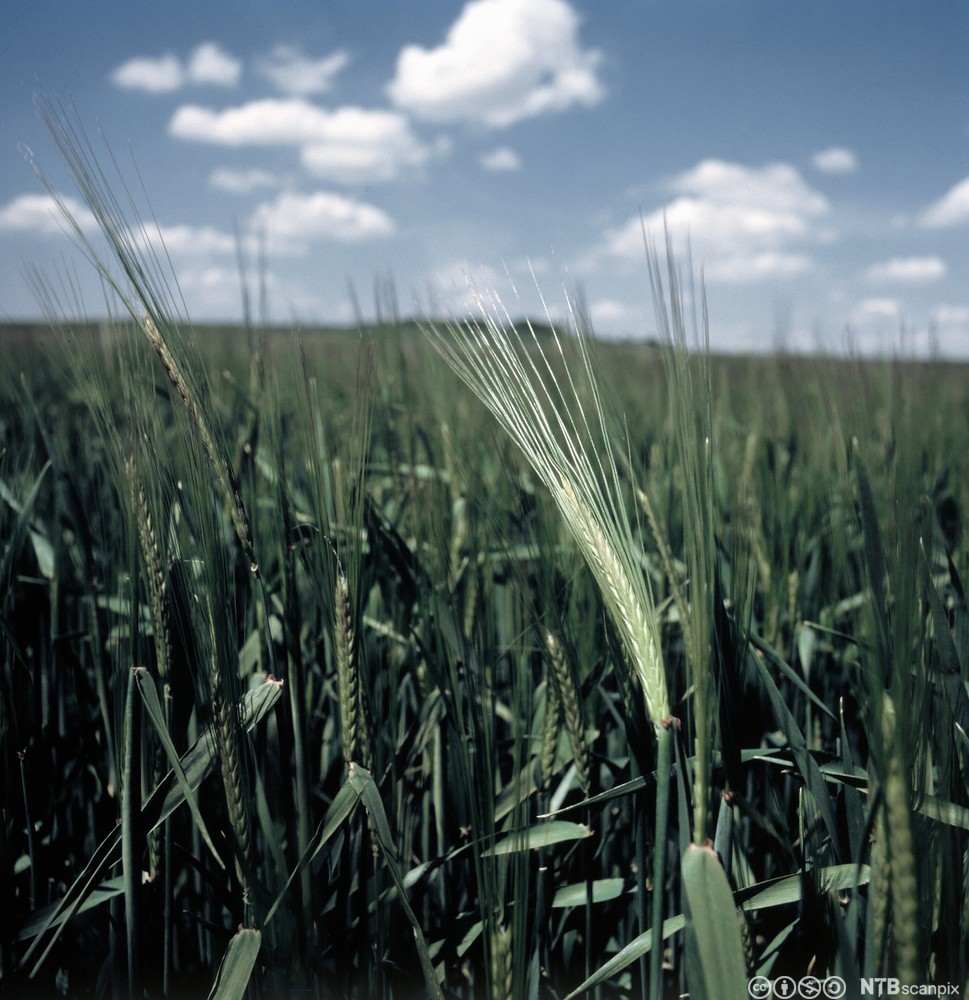 Grøn rugåker. Foto.