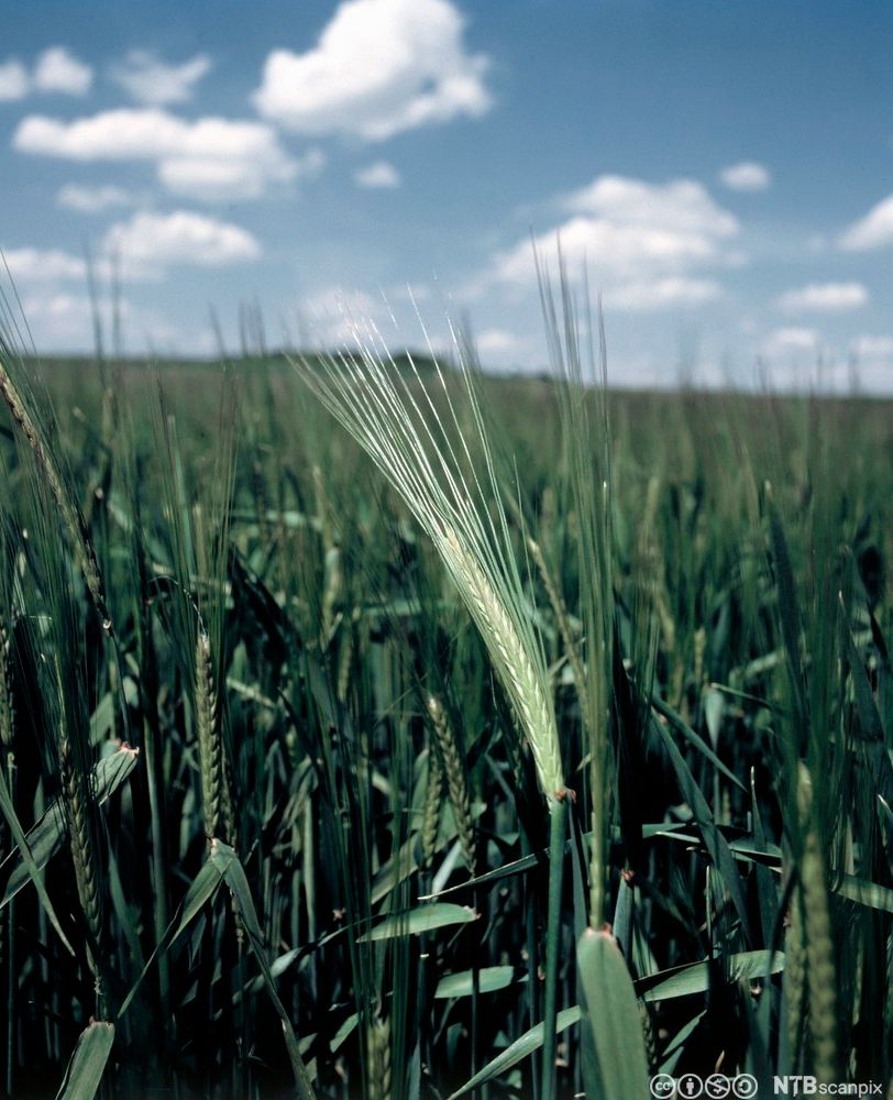 Grøn rugåker. Foto.