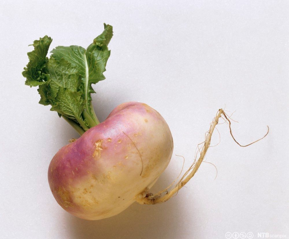 Ei nepe mot hvit bakgrunn. Foto.