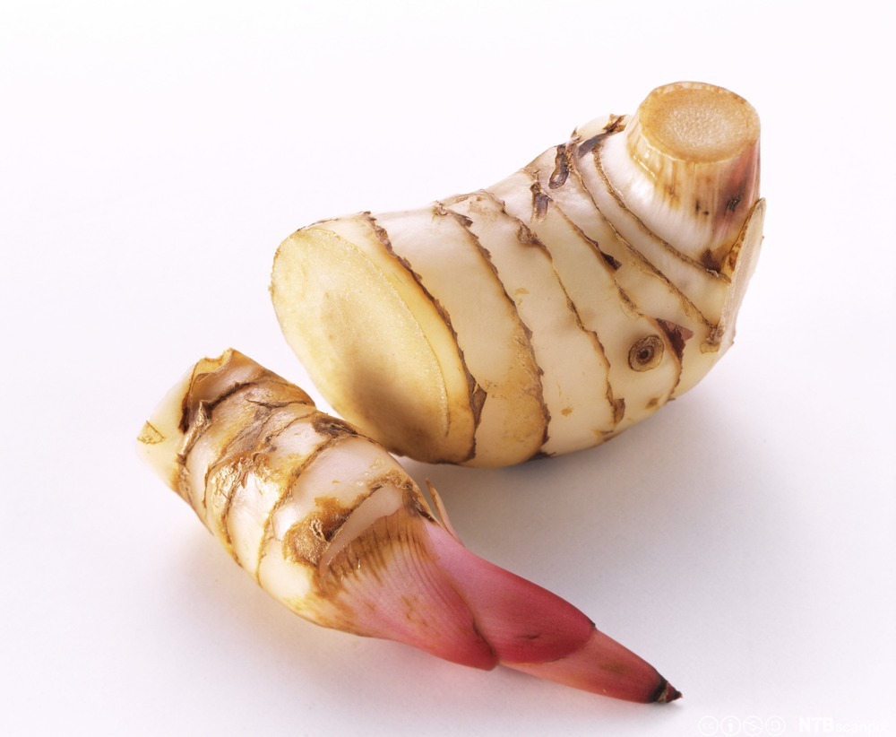 To biter galangarot. Foto.