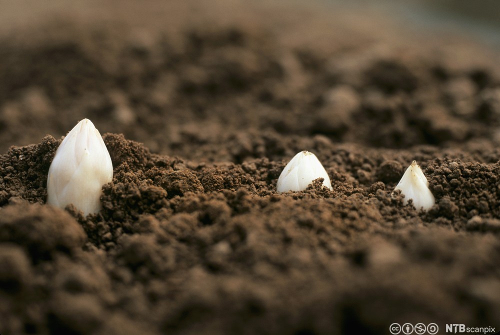 Hvite aspargesskudd stikker så vidt opp av jorda. Foto.