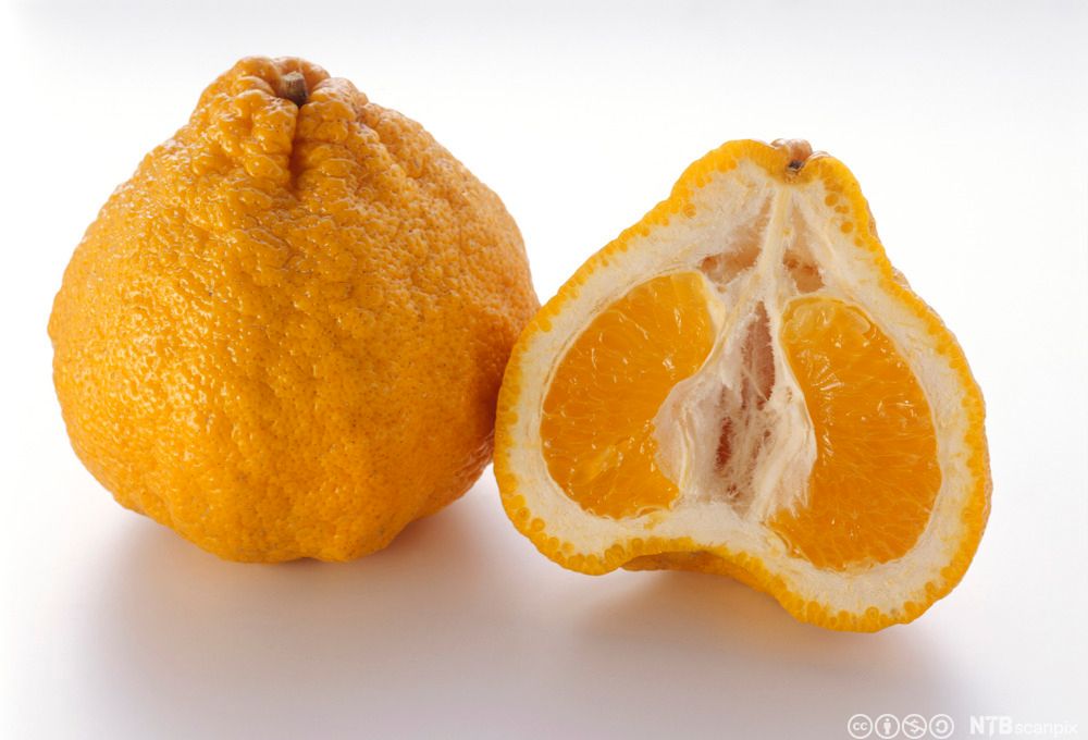 Ein hel og ein halv ugli frukt mot kvit bakgrunn. Foto.
