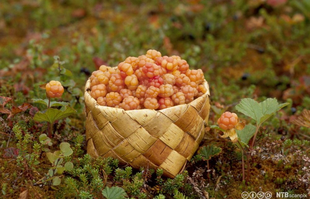 Ei korg med molter i skogen. Foto.