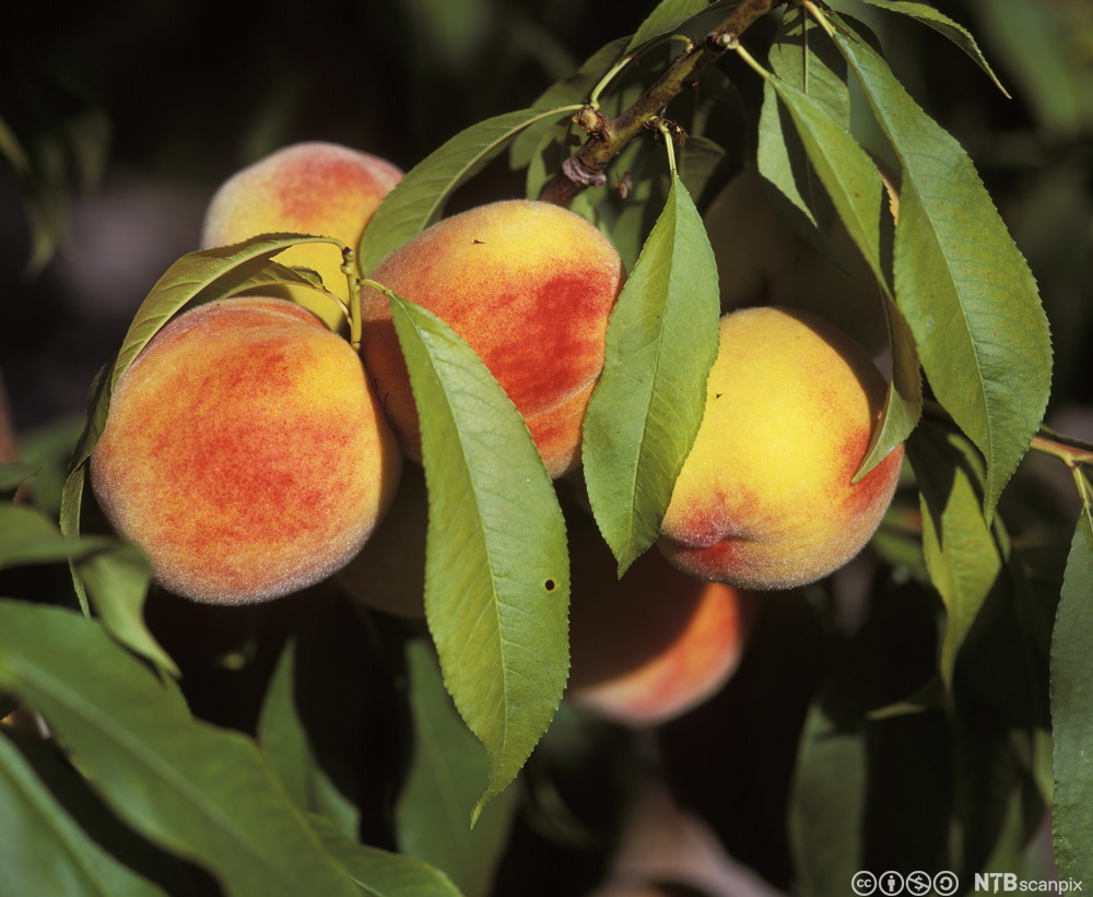 Ferskenfrukt henger på treet. Foto.