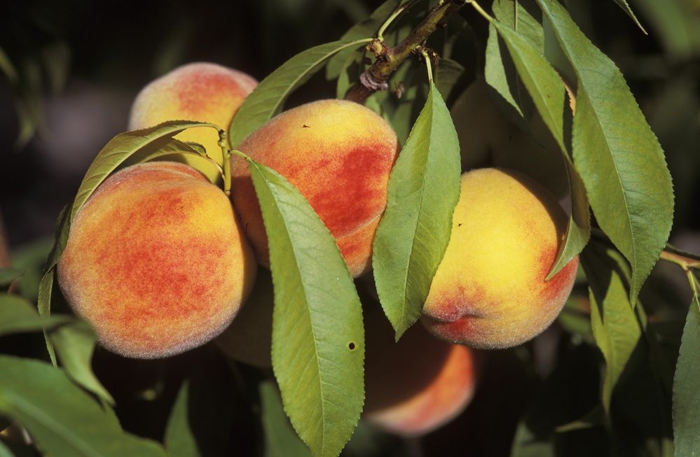 Ferskenfrukt heng på treet. Foto.