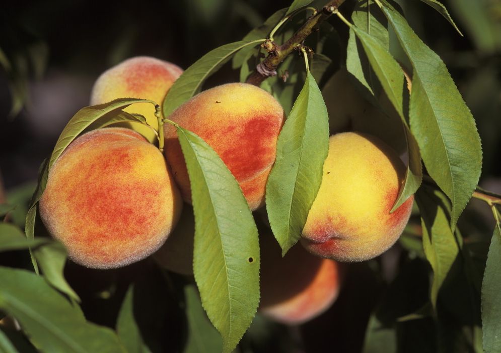 Ferskenfrukt henger på treet. Foto.