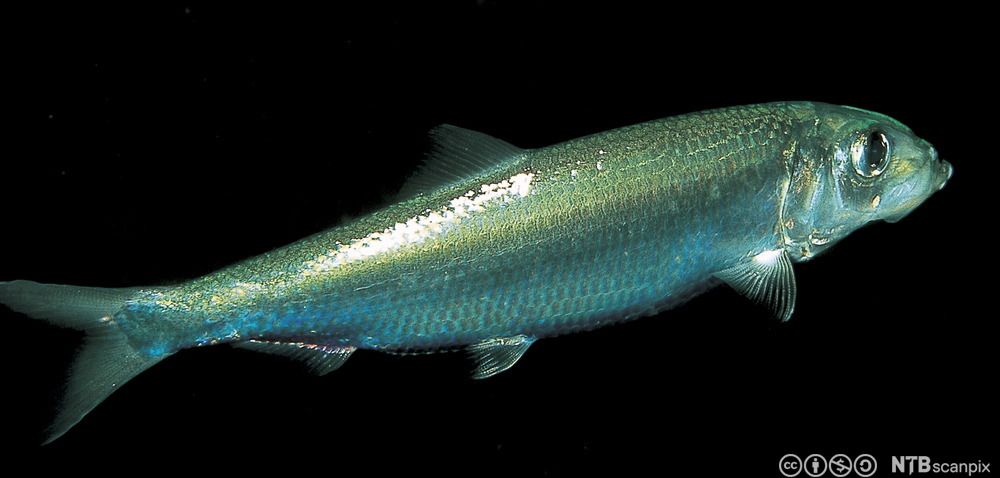 Svømmende brisling. Foto.