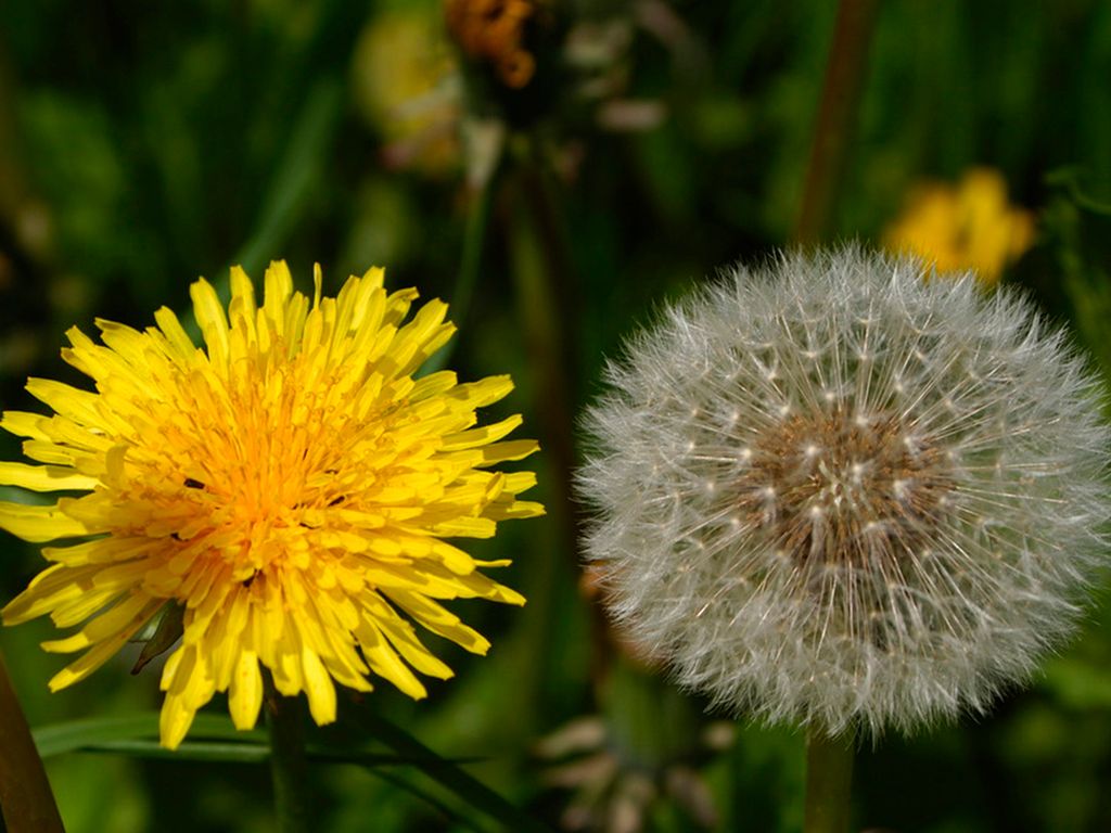 Løvetann i blomst til venstre og avblomstret løvetann til høyre. Foto.