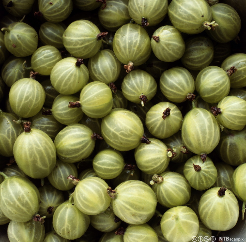 Stikkelsbær i en haug. Foto.