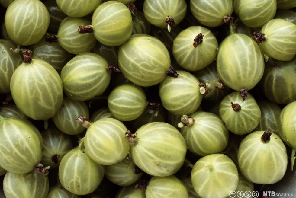 Stikkelsbær i en haug. Foto.