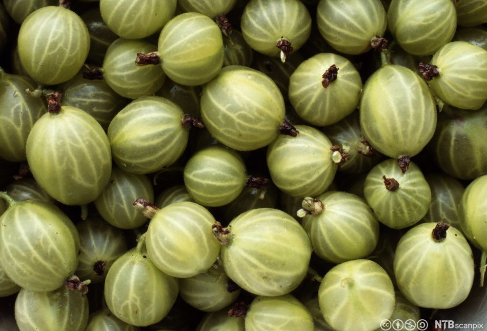 Stikkelsbær i ein haug. Foto.