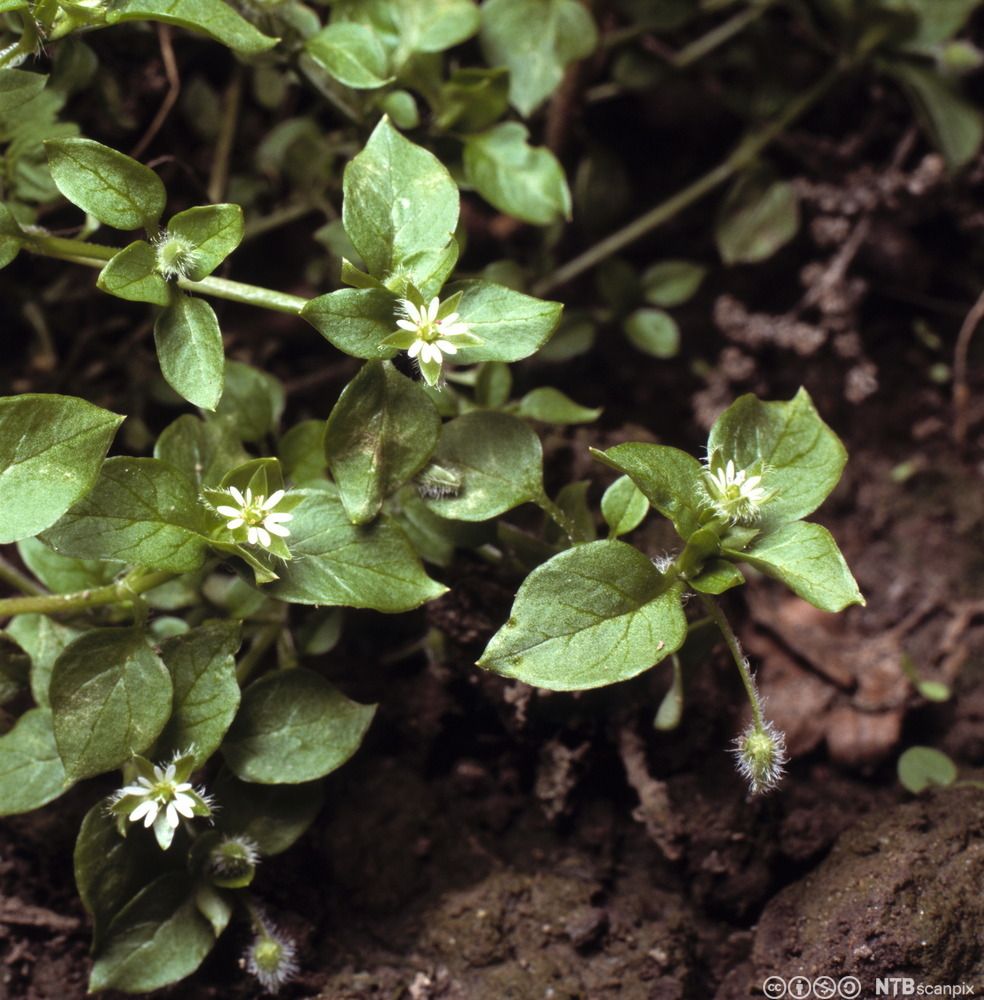 Plante med grønne, hjerteformede blader og små, hvite blomster. Foto.