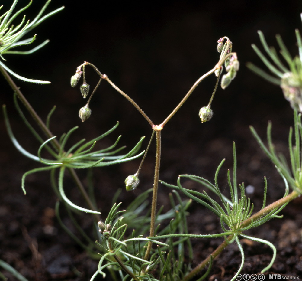 Plante med smale, grønne blader festet i samme punkt på stengelen. Små blomster sitter på lange, slanke stengler. Foto.