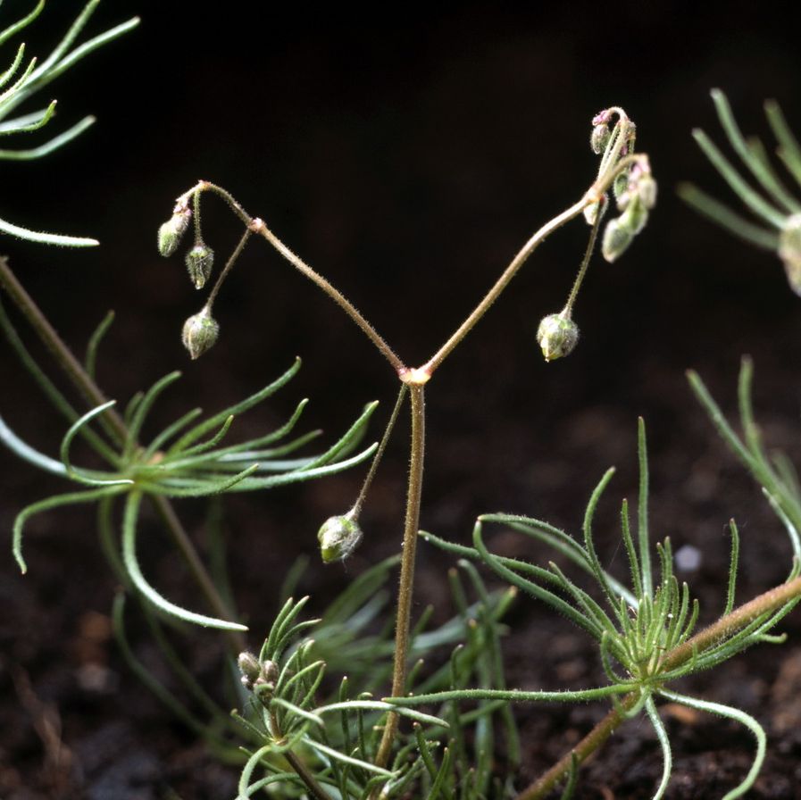 Plante med smale, grønne blader festet i samme punkt på stengelen. Små blomster sitter på lange, slanke stengler. Foto.