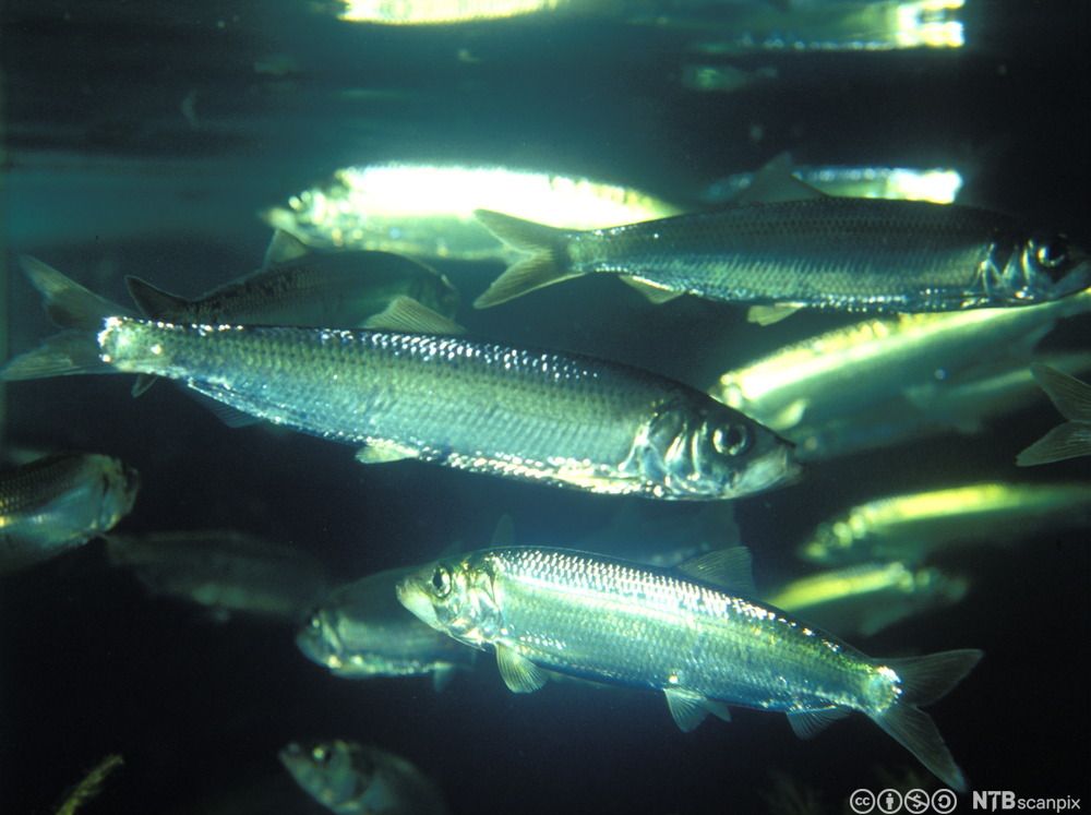 Sild. Foto.