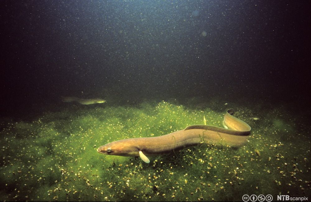 Lang fisk som svømmer langs bunnen. Foto.