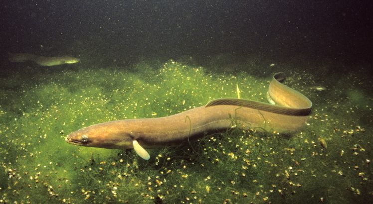 En lang, smal fisk. Foto.
