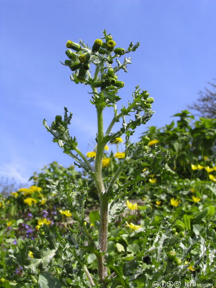 Plante med tykk stengel og grønne, uregelmessig tannede blader. Knopper og gule blomster sitter samlet i toppen av stengelen. Foto.