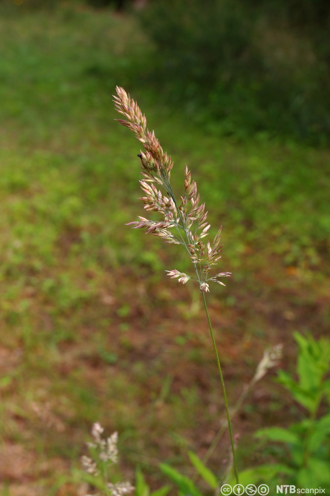 Et strå med aks på ei eng. Foto.