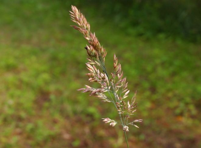 Et strå med aks på ei eng. Foto.
