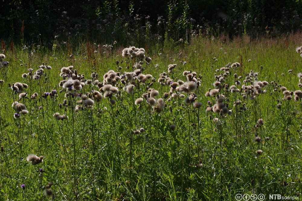 Plante med grønne blader og dunaktige strukturer på toppen av stengelen. Foto.