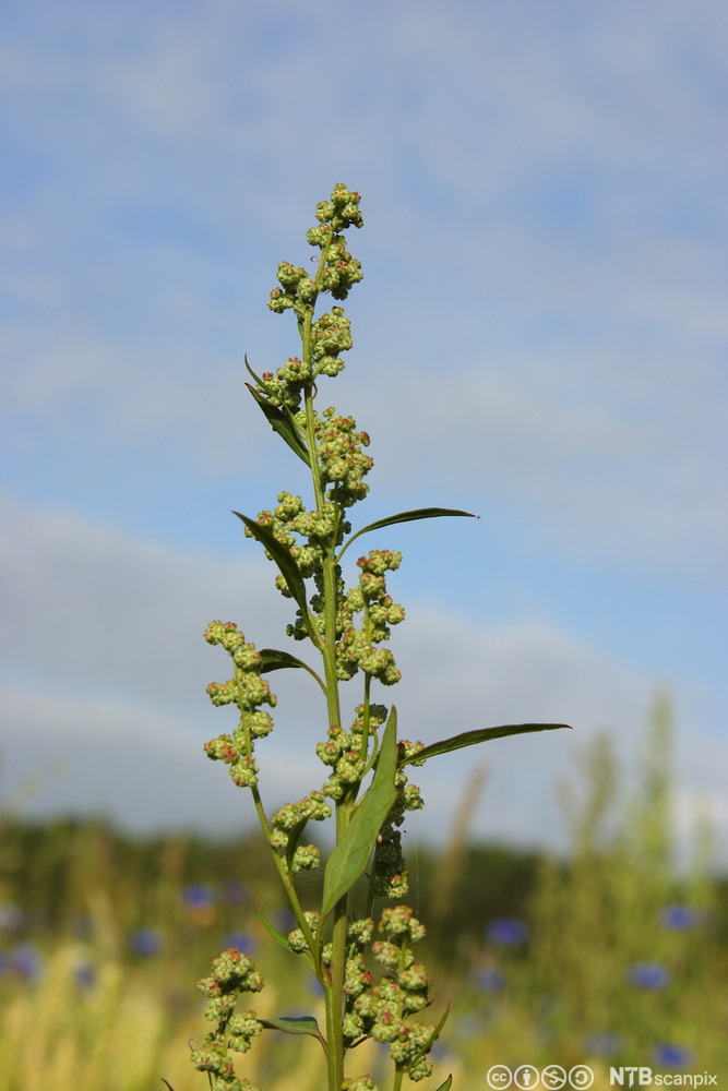 Øvre del av plante hvor grønne blomster sitter samlet i små baller. Lange, lansettformede blader sitter enkeltvis oppover på stengelen. Foto.