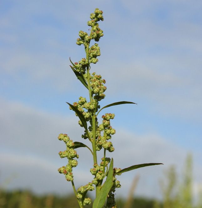 Øvre del av plante hvor grønne blomster sitter samlet i små baller. Lange, lansettformede blader sitter enkeltvis oppover på stengelen. Foto.