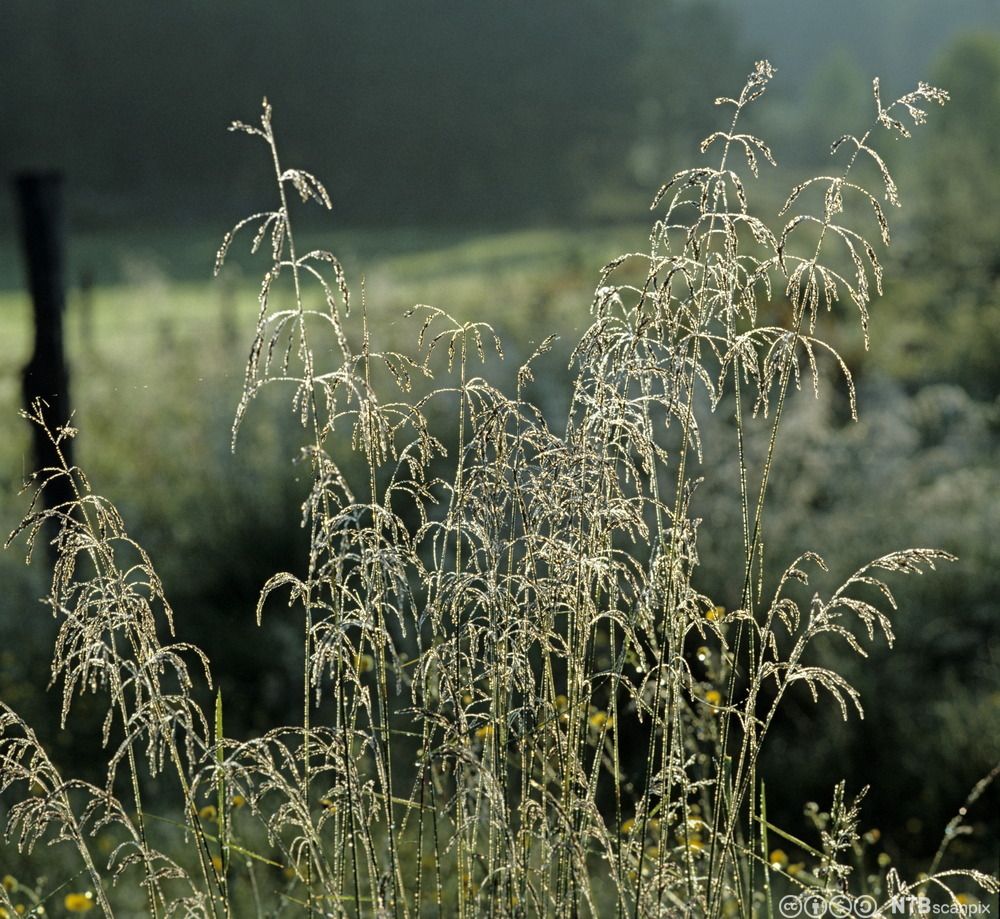 Strå fra gras i blomst dekket med dugg i morgensol, med uskarp eng og skog i bakgrunnen. Foto.
