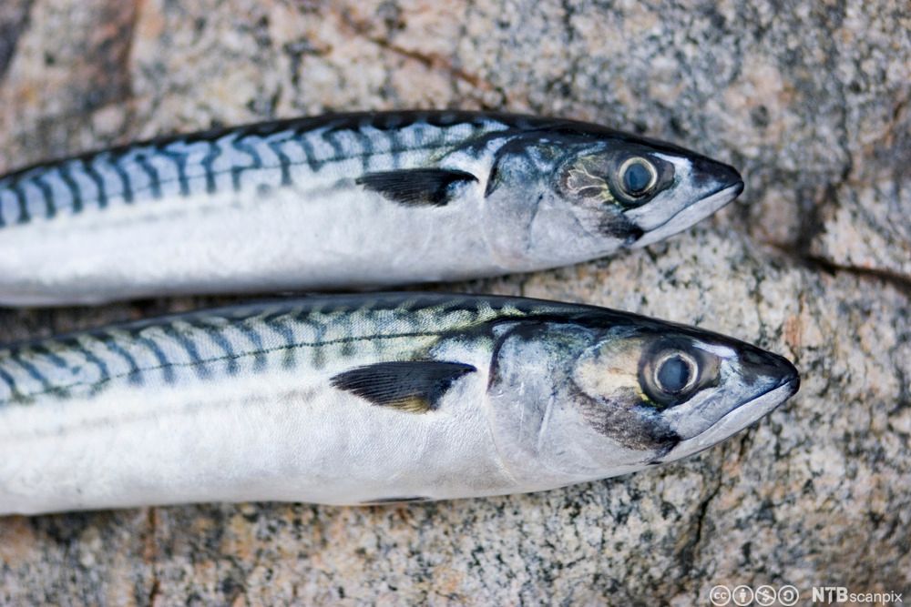 To hele, ferske makreller ligger på svaberget. Foto.