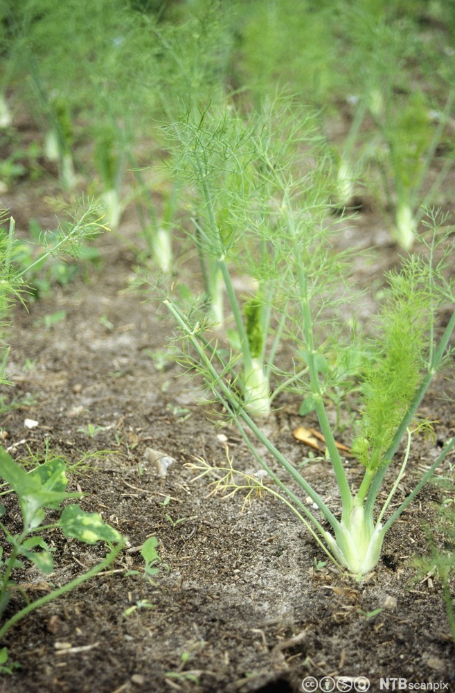 Fennikel som vokser i en åker. Foto.