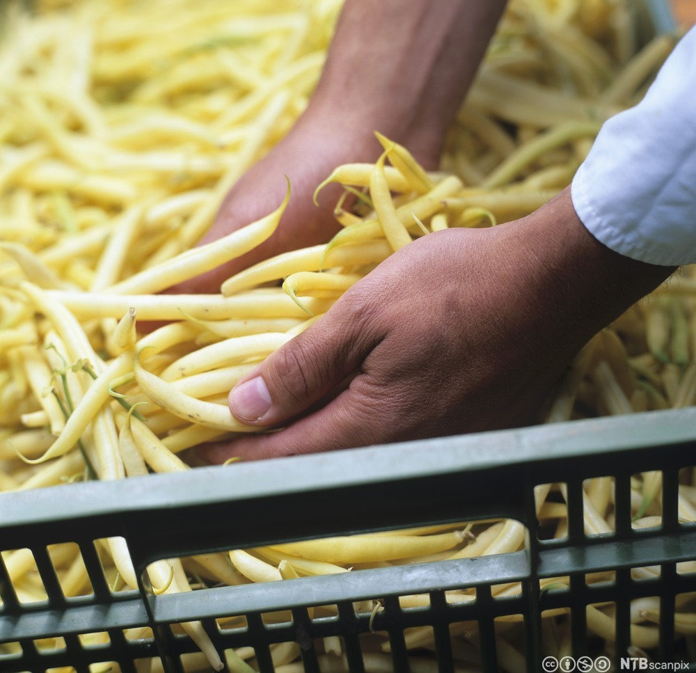 Hender som løfter lange, tynne, lysegule bønner fra en plastkasse. Foto.