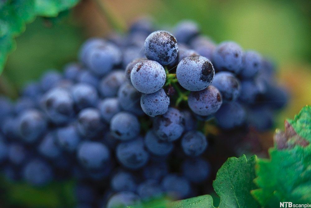 Cabernet franc-druer fra Saumur-Champigny i Loire-dalen. Foto.
