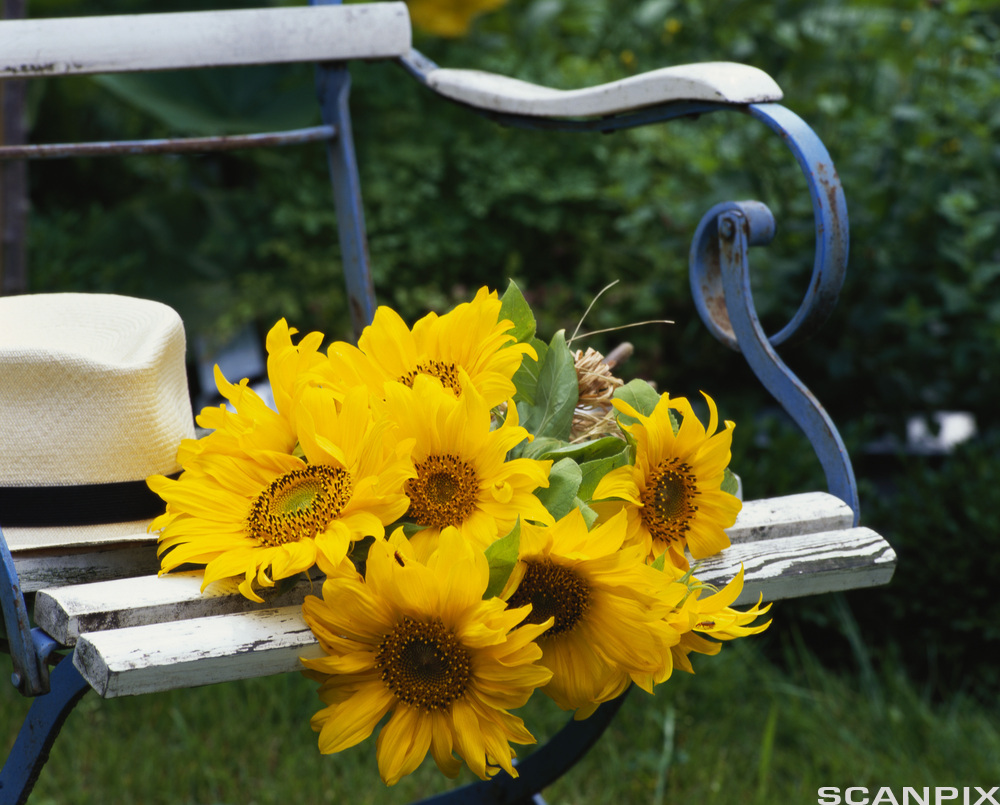 Sunflowers on an old garden bench. Photo.