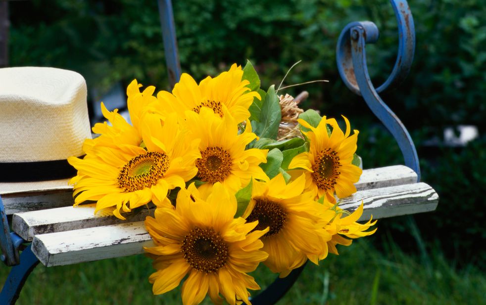 Sunflowers on an old garden bench. Photo.
