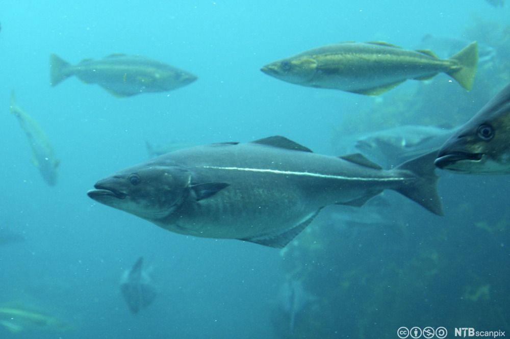 Flere seier som svømmer i sjøen. Foto.