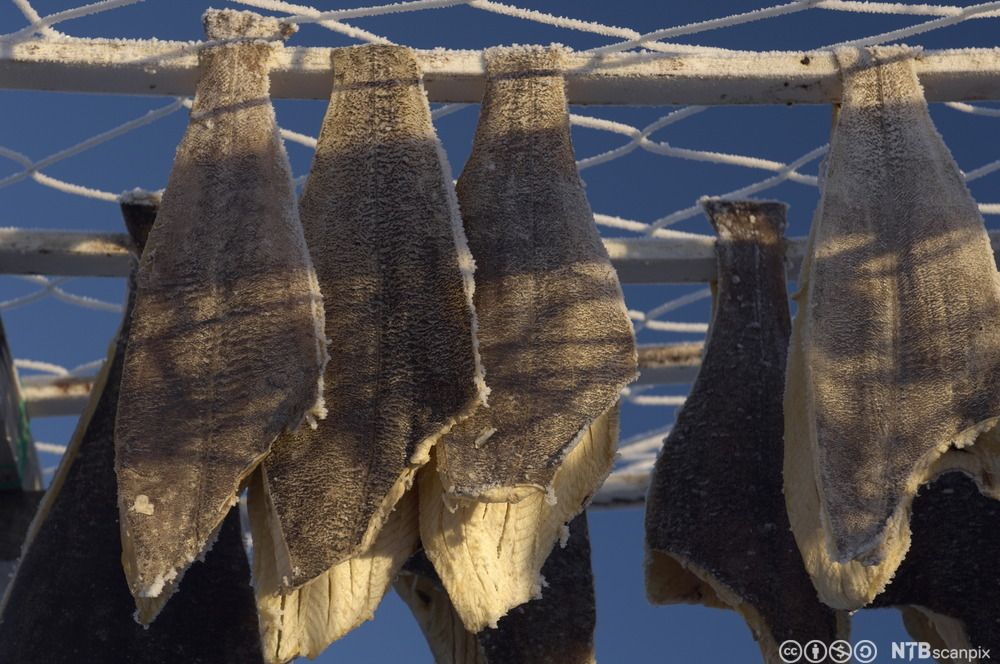 Sløyd fisk med vinter-rim henger på rekker fra trelekter. Foto.
