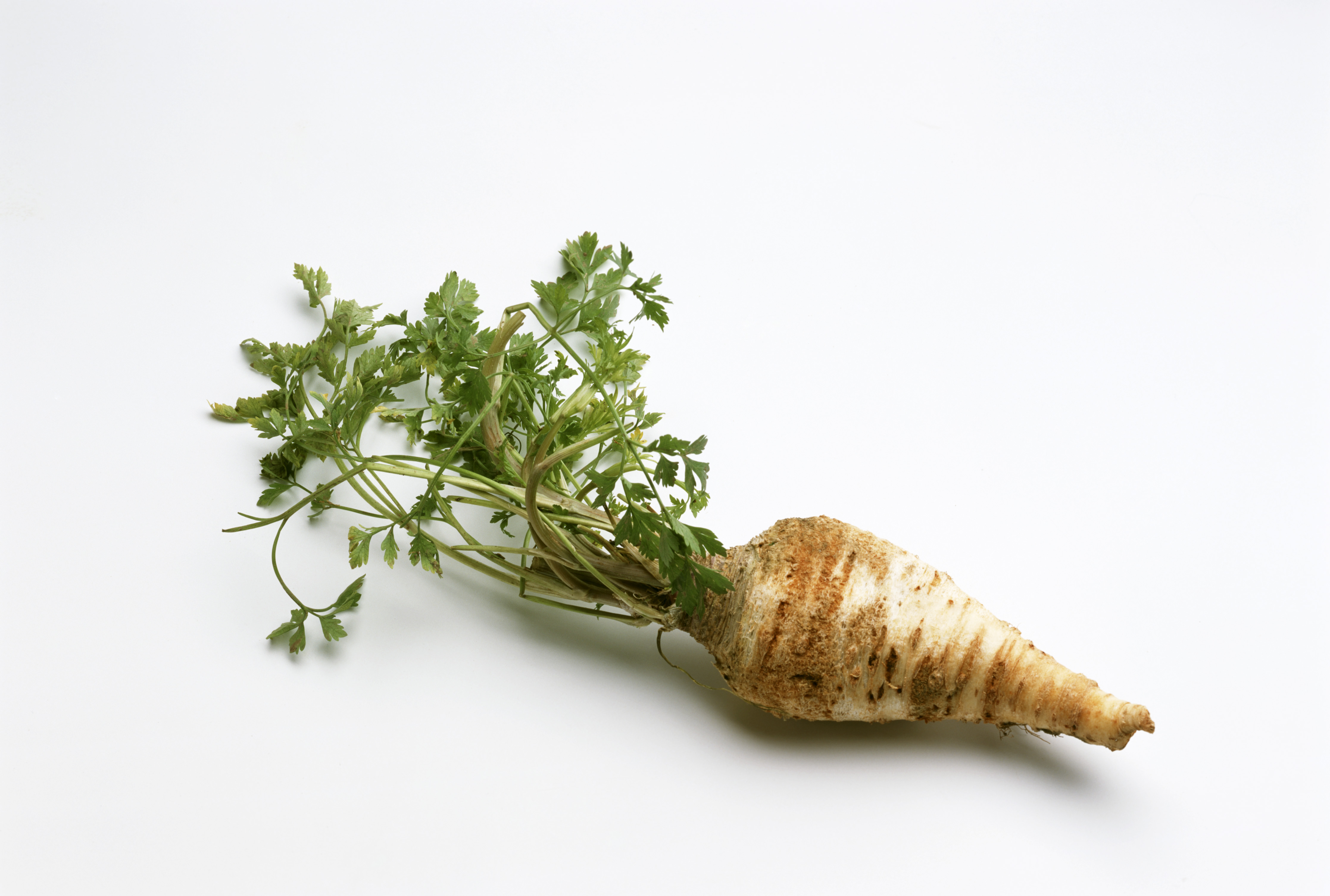 Ei persillerot mot hvit bakgrunn. Foto.