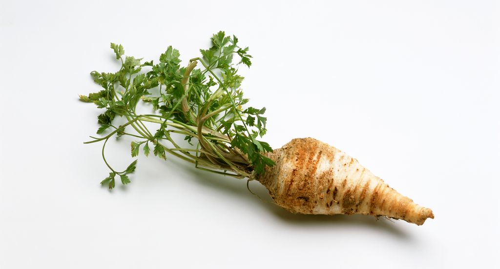 Ei persillerot mot hvit bakgrunn. Foto.