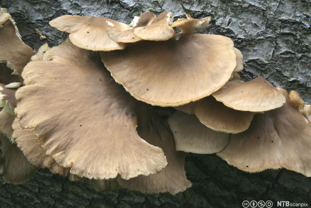 En klynge gulbrune sopper med flat hatt vokser ut fra barken av et tre. Foto.