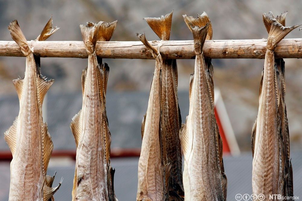 Tørrfisk. Foto.