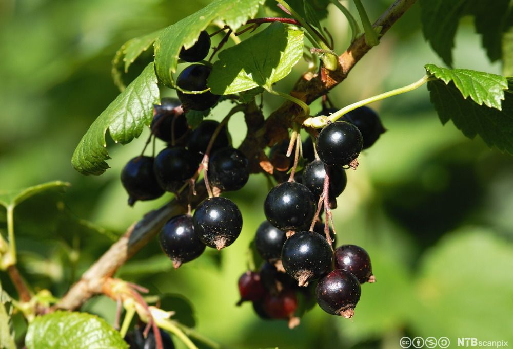 Klasar med svarte, modne solbær heng på ein busk. Foto.
