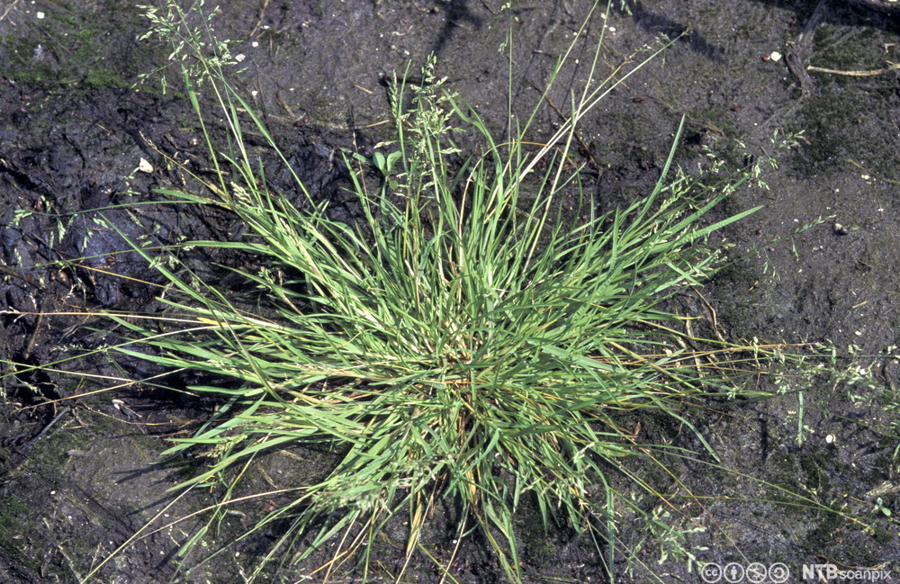 Gras som danner ei tydelig tue. Blomstene sitter spredt i et aks. Foto.