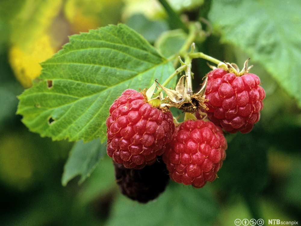 Bringebær på busk. Foto.