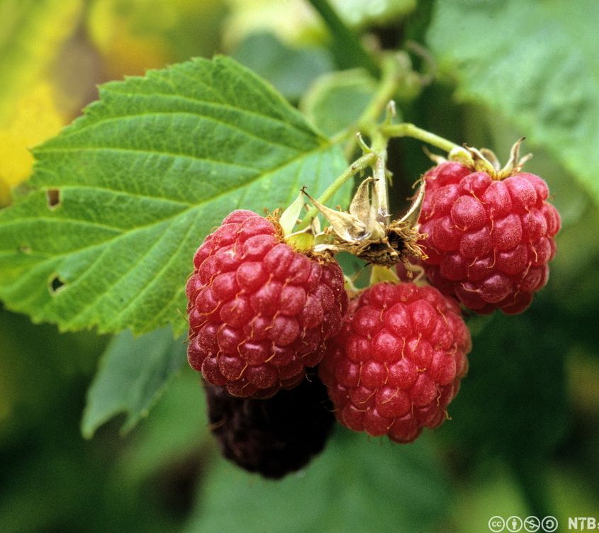 Bringebær på busk. Foto.