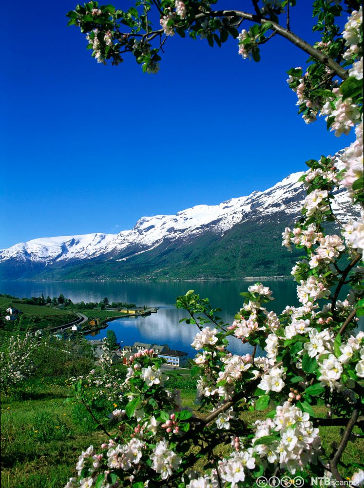 Et blomstrende epletre med en fjord og fjell med snø på toppene i bakgrunnen. Foto.
