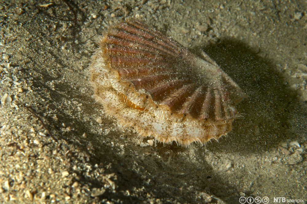 Et kamskjell i vannet. Det er litt åpent, og det ligger på sandbunn. Det har hår eller pigger langs åpningen. Foto.