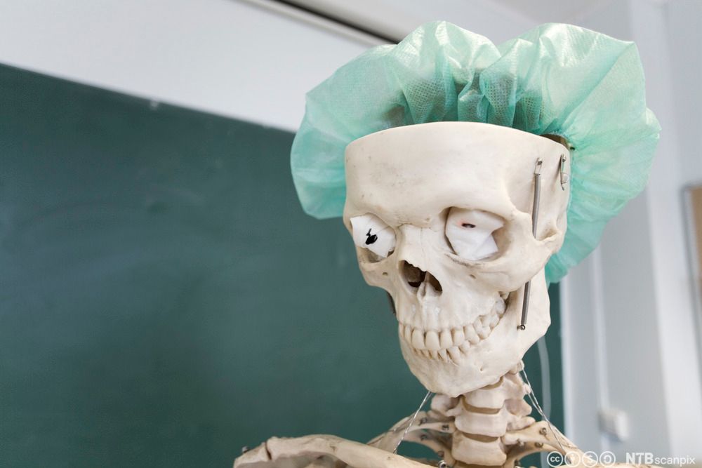 Skjelett med hårnett i klasserom. Foto.