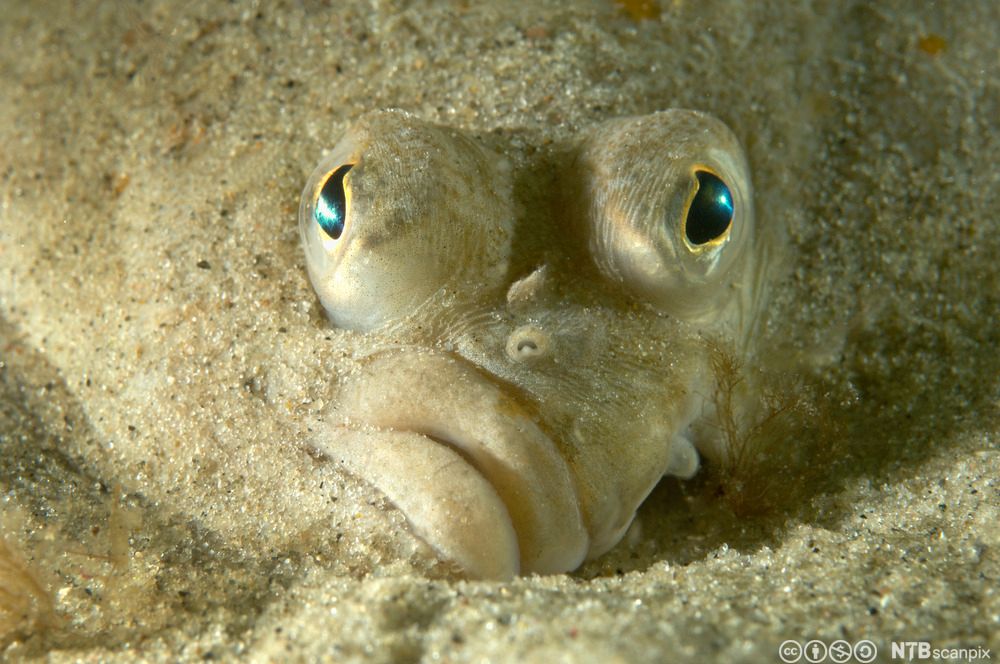 Hode av rødspette. Foto.