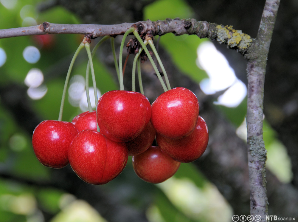 En klase med moreller på en grein. Foto.