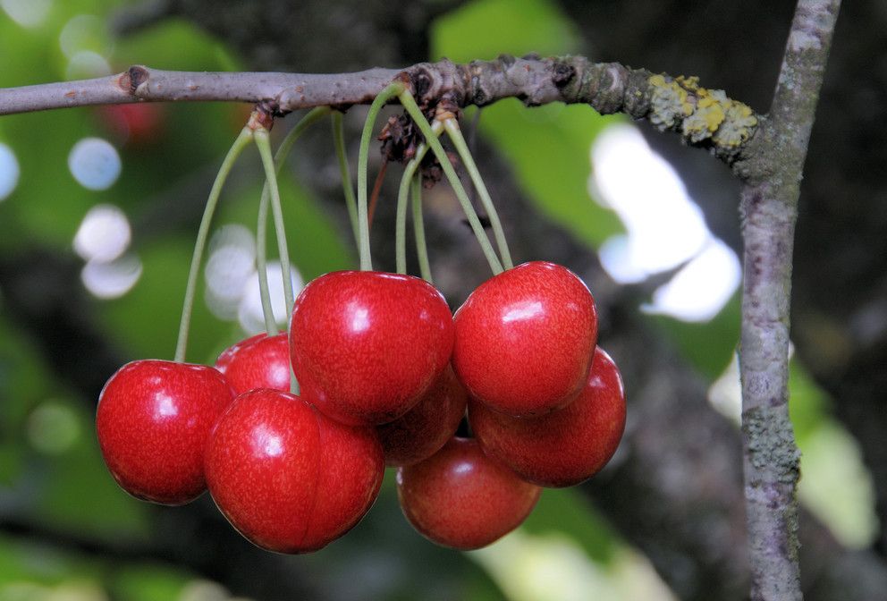 En klase med moreller på en grein. Foto.